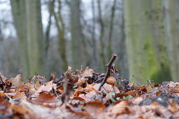 Waldboden mit Ast