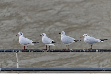 Impressionen aus Wien - Lachmöwen am Donaukanal