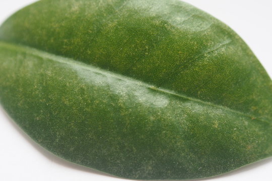 feuille verte 4