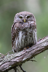Eurasian Pygmy Owl