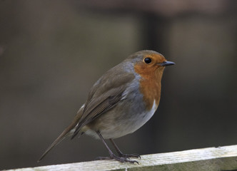 Robin