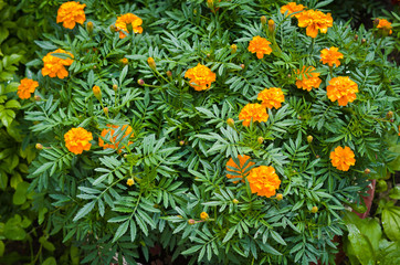 Beautiful orange flowers in the garden (tagetes, marigold).
