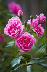 Pink Roses shrubs, green leaves, blurred background.
