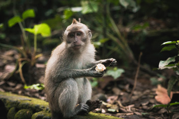 Monkey Sitting In Tropical Setting