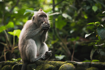 Monkey Eating In Tropical Setting