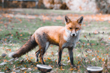 Naklejka na ściany i meble Beautiful Fox In Autumn Garden