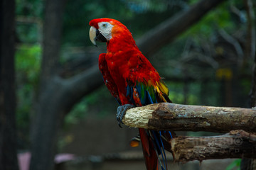 Guacamayo 