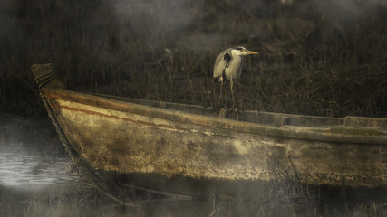 Garça-real ( Ardea cinerea )