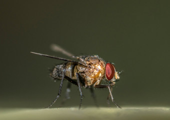 Small wild fly on a green background, closeup macro