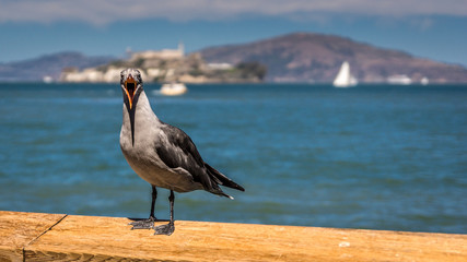 Fototapeta na wymiar Möwe am Fisherman’s Wharf in San Francisco, Kalifornien, USA