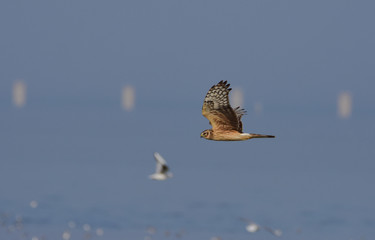 Pallid harrier