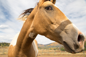 Horse Face