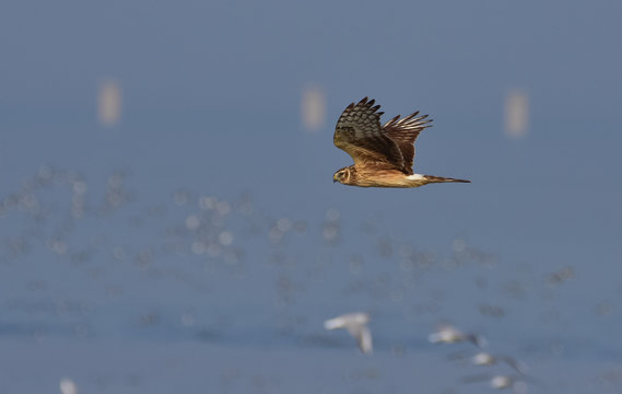 Pallid Harrier