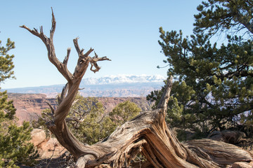 Canyon Tree Mountian