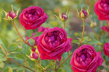 Red rose  sort 