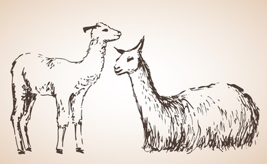 Lama with baby. Isolated on white background © MNaniti