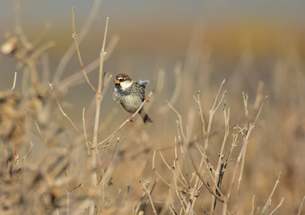Spanish Sparrow