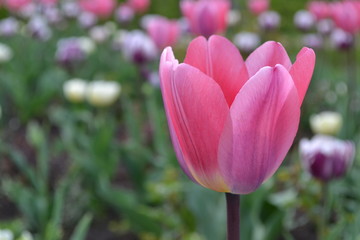 Fototapeta premium Tulpe