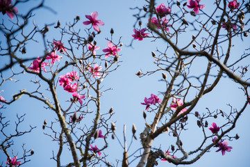 Pink flowers on a tree in New Zealand. 