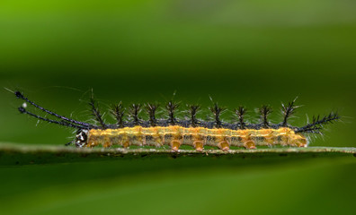 Black, yellow and orange caterpillar, on a green leaf, macro closeup
