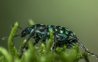 Black and blue beautiful beetle insect, with blue spots on the body, on a tree, macro closeup, on green moss