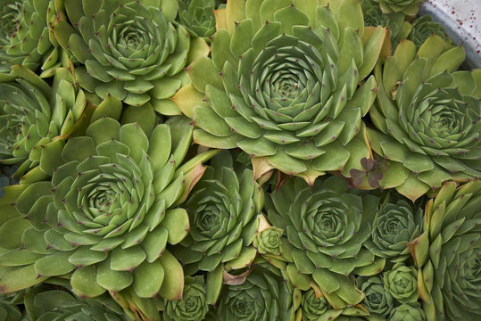 Crassulaceae Bilder Durchsuchen 16,019 Archivfotos,