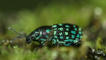 Black and blue beautiful beetle insect, with blue spots on the body, on a tree, macro closeup, on green moss
