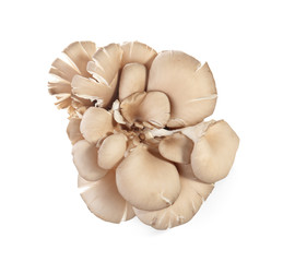 Raw oyster mushrooms on white background