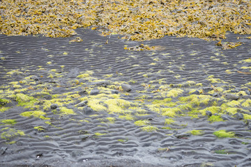 Küsten-Landschaft Vatnsnes - Halbinsel / Basaltfelsen Hvítserkur, Nord-Island 