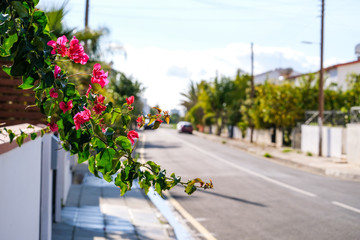 Fototapeta na wymiar Flowers on the streets of Larnaca