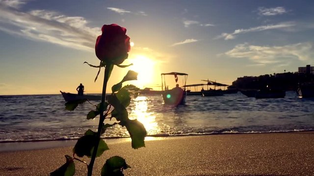 Silhouette of a rose on the beach in Rio Vermelho, an offering for the Festival of Yemanja in Salvador, Bahia, Brazil