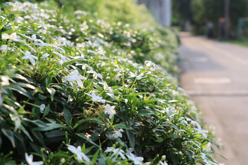 Jasmine flowers beautiful in nature white color with daylight near local road in the morning time