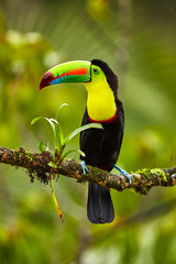 Portrait of Keel-billed Toucan (Ramphastus sulfuratus) perched on branch at Tropical Reserve. In Costa Rica. Wildlife bird - obrazy, fototapety, plakaty