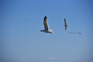 OISEAUX DE MER