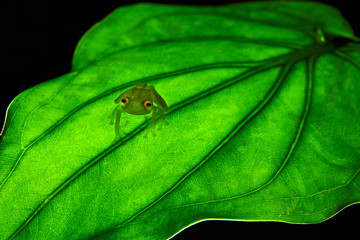 Fleischmann's glass frog, Hyalinobatrachium fleischmanni siting on green leaf. Costa Rica frog.
