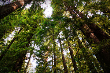 Fototapeta premium View of tall redwood trees in a green forest
