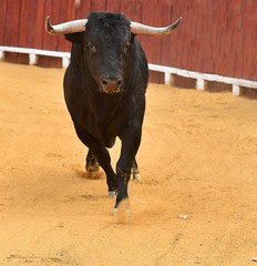 toro en españa