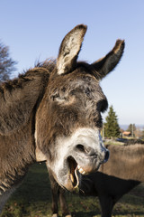 A gray donkey is screaming around in Switzerland