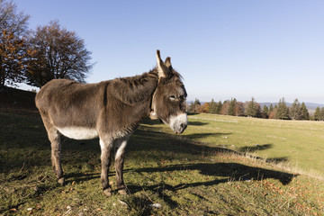A gray-brown donkey carries a small  and stands on a pasture in Switzerland