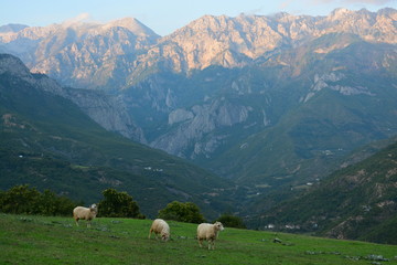 drei Schafe auf grüner Weide vor beleuchteter Bergkette