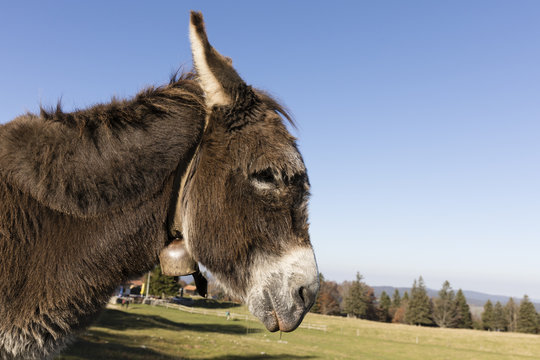 A gray-brown donkey carries a small  and stands on a pasture in Switzerland
