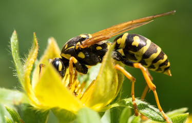 wasp