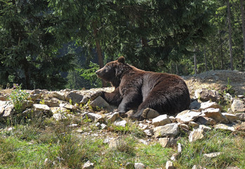 Obraz na płótnie Canvas Massive bear male in natural habitat raises his head 