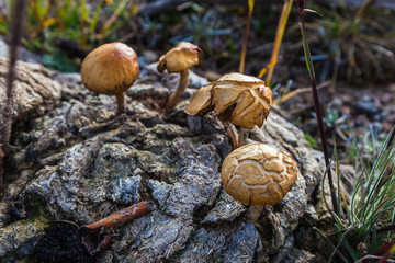 Hallucinogenic mushrooms that grow on excrement of cattle