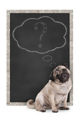 sweet smart pug puppy dog sitting in front of  blackboard with chalk question mark in thought bubble, isolated on white background