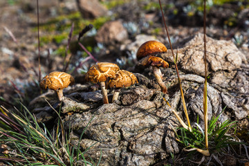 Hallucinogenic mushrooms that grow on excrement of cattle