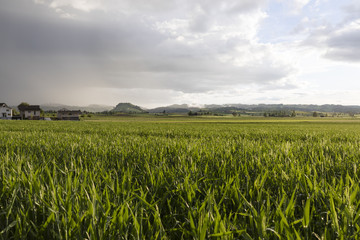 Grain field glows in the sunlight after a heavy thunderstorm