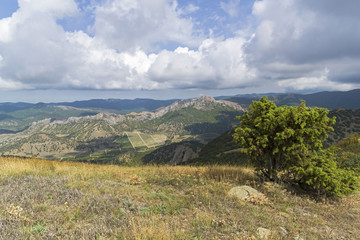 Fototapeta na wymiar Juniper on top of a mountain. Crimea.