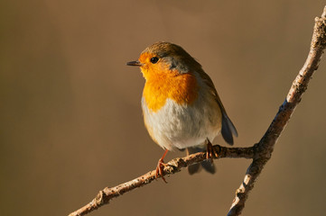 Robin perched on a tree