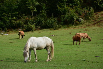 Obraz na płótnie Canvas Rinder und Pferde auf der Weide